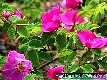 Rosehip cura plantabant in aperto agro est utilis possessiones