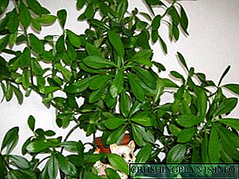 درخت Sinadenium عشق مراقبت از خانه و تولید مثل
