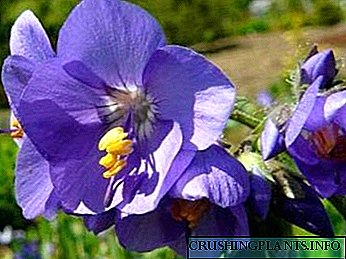 Mbjellja dhe kujdesi i cianozës blu në mbarështimin në tokë të hapur