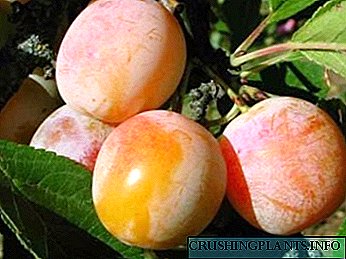 Spesies plum lan jinis tanduran resep-resep Reproduksi pruning ndhuwur