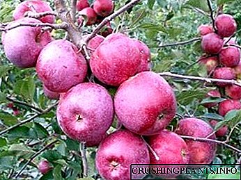 Репродукција на вакцинирање на градинарски јаболкници и грижа за дрво на јаболка