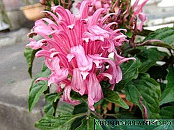 Јакобинија цвет за нега и репродукција на домови