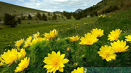 Адонис пролетен опис и фотографија Апликација Расте од семе