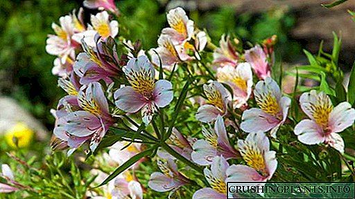 Ил задгай талбайд Alstroemeria тариалах, арчлах Суулгацанд үрнээс ургадаг. Цэцгийн зураг