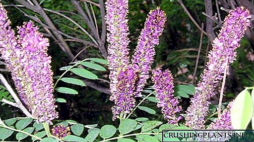 Amorpha shrubby garden design Cultivation and care