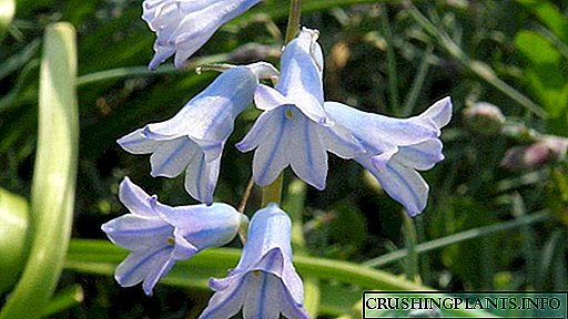 Brimera ესპანური hyacinth ამეთვისტო hyacinth კულტივაცია და მოვლა ფოტო