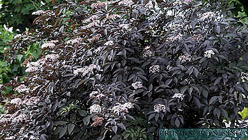 Pagtanum ug pag-atiman sa Elderberry nga Mga Piho nga lahi ug klase sa elderberry