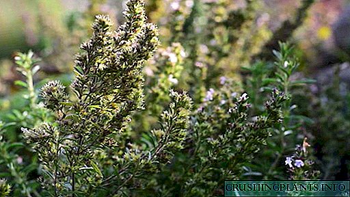 Hortus semen plantationis plantarum copia thymbrae floreat olentia expavit ab inguine, et curat ut in agrum avolet