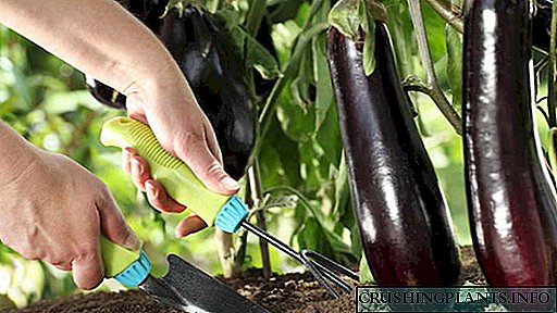 Kako hraniti patlidžan tokom rasta cvatnje i za vrijeme plodovanja u otvorenom tlu, stakleniku