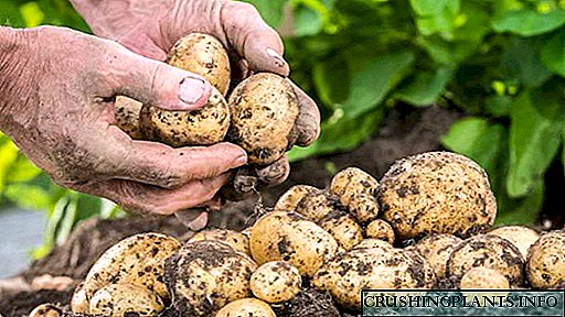 Cara Feed kentang ing musim semi Cara Feed bumi sadurunge tanduran lan sawise panen kentang