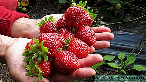 طرز تهیه توت فرنگی در بهار در تابستان و پاییز پانسمان بالا در ماه می ، ژوئن ، جولای ، آگوست و سپتامبر