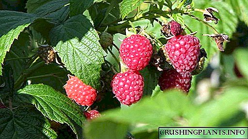Feed et fructos ferens raspberries putatio post lapsum Fertilizing in ver et aestas