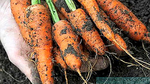 Cara masang feed wortel kanggo tuwuh tanduran lan nggawe obat lan pupuk rakyat manis