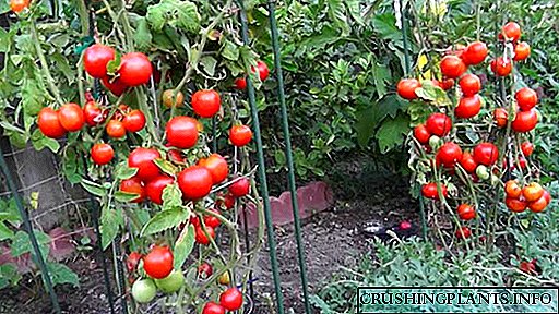 Како да се хранат доматите за време на плодни и цветни Плодни садници Народни лекови