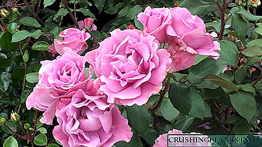 Kumaha pikeun nyoco mawar nalika budding, kanggo kembangan seueur, dina ragrag sateuacan panyumputan kanggo usum tiis