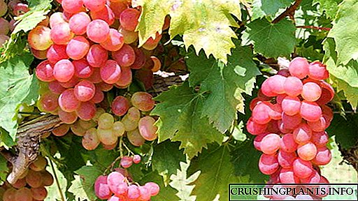 Si të ushqeni rrushin për rritje dhe një korrje të mirë Plehërimi në pranverë, verë dhe vjeshtë në dimër