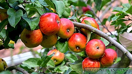 Kumaha pikeun nyauran tangkal apel sateuacan sareng nalika kembangan, salami ripening buah sareng saatos panén