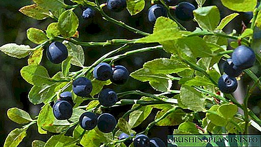 Ang hardin ng Blueberry Ang pagtatanim at pag-aalaga sa bukas na lupa Paglinang sa hardin sa kubo Reproduction ng mga buto