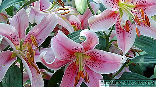 Lily Flowers Garden тигъъ жана Care Breeding түрлөр аттары бакча Сүрөт розы