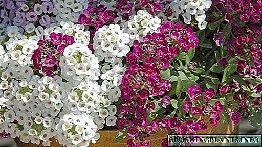 Lobularia цвеќиња Семенски култивирање дома Садење и грижа на отворено