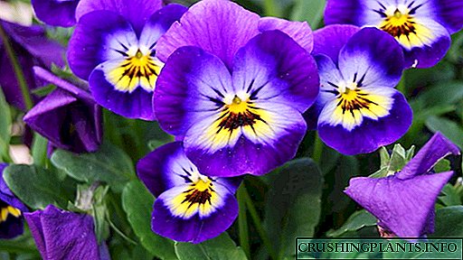 Viola flos germen plantationis propagaretur per semina semen crescere curare