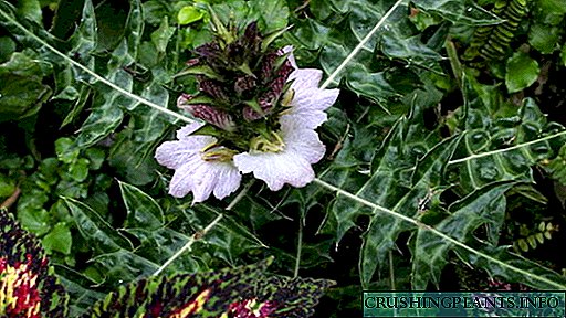 Acanthus blom of draer poot, holly Plant en versorging