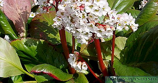 Цвет на Баданас расте и грижа за садници Садење на отворено