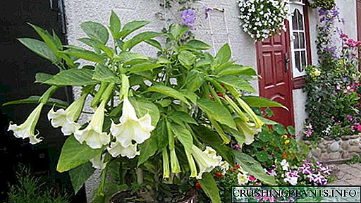 Садење и грижа за цвеќиња на Brugmansia Расте од семе од дома дома Сорти на фотографии