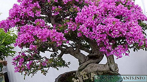 Bougainvillea gullari Uyda parvarishlash Bougainvillea bonsai so'qmoqlar bilan ko'paytiriladi