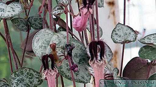 عکس تولید مثل گل Ceropegia Flower Ceropegia Voodoo و Sanderson