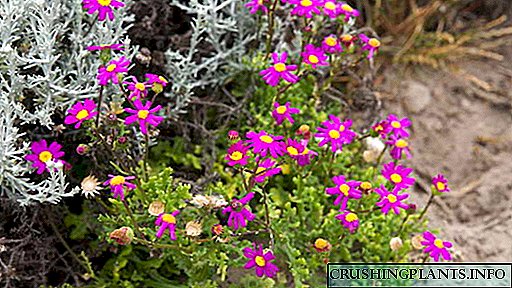 Cineraria cvijet Sadnja i briga na otvorenom terenu Uzgoj iz sjemena Reznice Foto vrste