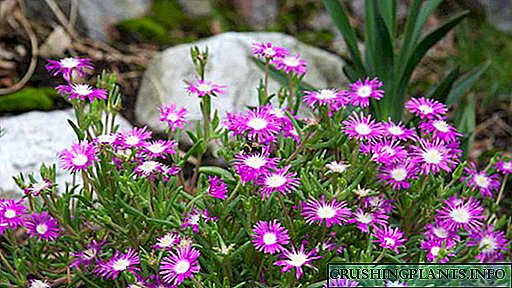 Делосперм цвет Садење и грижа Репродукција Одгледување на отворено и дома