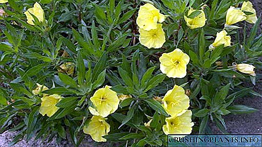 Werna lilin kembang primrose kembang wengi Tetanduran wiji tanduran lan perawatan ing lemah terbuka Foto variatif