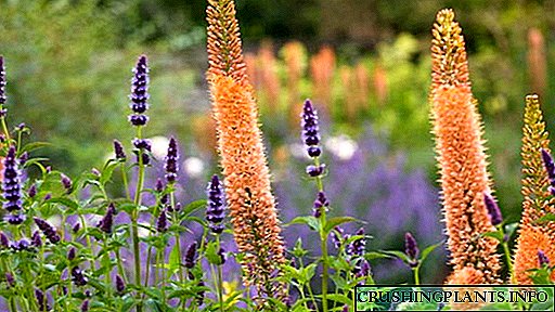 Цвет Еремурус Садење и грижа на отворено поле Расте од семиња Разновидни фотографии