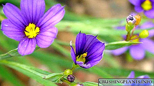 Flower Sisyrinchium же sisyurinhy тигъъ жана кам Сүрөт жана түрлөрдүн сүрөттөлүшү