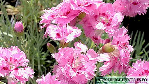 Kembang carnation pinnate taman perennial Tetanduran lan perawatan Foto lan katrangan