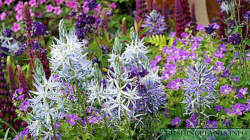 Камассиа цэцэг Ил задгай талбайд тариалалт, арчилгаа Үрнээс ургах Нөхөн үржих Фото зургийн сорт