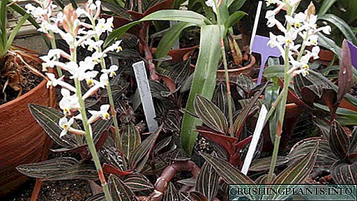 Лудисија цвет скапоцена орхидеја Рецепт за домашна репродукција со сечи