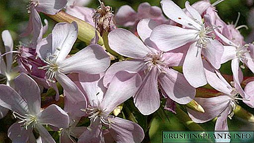 Saponaria ose Saponaria lulja Kultivimi i farave Mbjellja dhe kujdesi në terren të hapur Foto e specieve