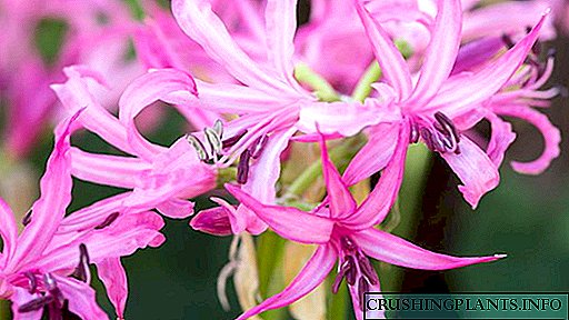 Нерински цвет Садење и грижа на отворено поле Нега за дома Репродукција Видови фотографија
