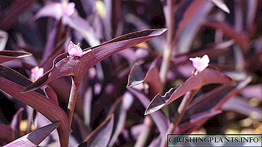 Netcreasia ծաղիկների մանուշակագույն, գծավոր և կանաչ Տնային խնամքի տարածում հատումներով