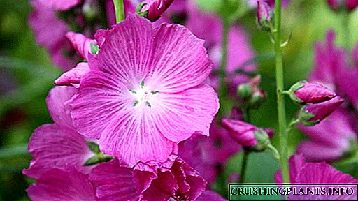 Lule Sidalcea Mbjellja dhe kujdesi në fushë të hapur Rritja nga farat Foto e varieteteve me emra