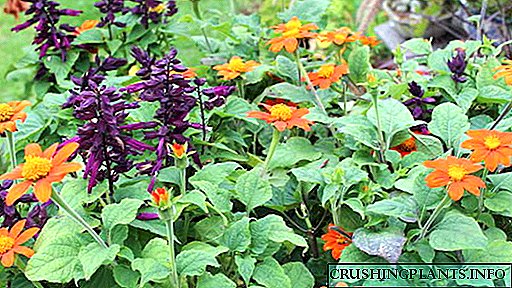 Flores in horto Teton Plantabant et cura crescere semina semen sementis, cum varietate Image