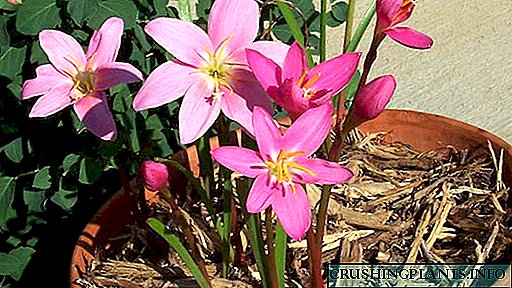 Zefiranthes cvijet Sadnja i njega kod kuće Reprodukcija Foto vrste i imena