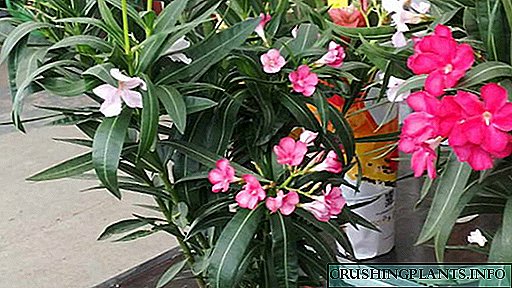 Cvjetanje oleandra Uzgoj i njega kod kuće Reprodukcija Foto sorte