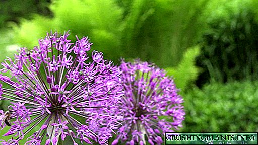 Талаада Decorative пияз Allium тигъъ жана сактоо