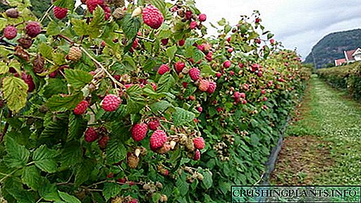 ຕົ້ນໄມ້ raspberries ການປູກແລະການດູແລການຂະຫຍາຍພັນຂອງຕົ້ນໄມ້ໃບໄມ້ໃບຫຍ້າ