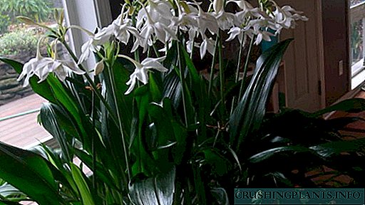 Coidado no fogar de Eucharis Por que as eucarides non florecen Reproducción e transplante Foto de flores