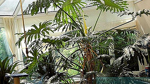 Perawatan bumi Philodendron Poto spésiés sareng nami Panyebaran ku cara motong sareng layering