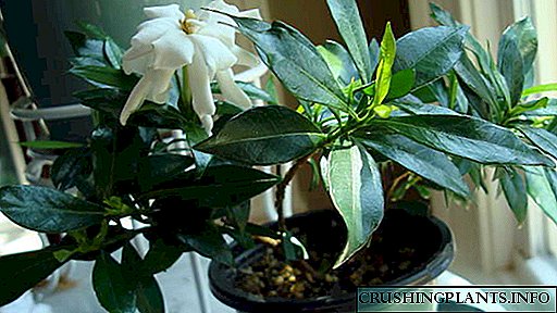 Gardenia Jasmine formako etxeko laguntza ugalketa. Nola transplantatu erosi ondoren